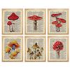Image 3 : Lot of 6  8x10" Mushroom Vintage Pictures on Polyster Fibre | Good Quality | Unframed