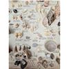 Image 13 : A Large Collection Of Unusual Florida Seashells With Labels (AMAZING)