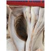 Image 14 : A Large Collection Of Unusual Florida Seashells With Labels (AMAZING)