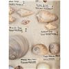 Image 18 : A Large Collection Of Unusual Florida Seashells With Labels (AMAZING)