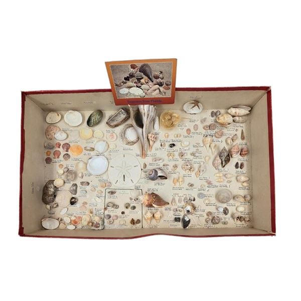 A Large Collection Of Unusual Florida Seashells With Labels (AMAZING)