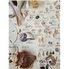 Image 8 : A Large Collection Of Unusual Florida Seashells With Labels (AMAZING)