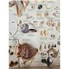 Image 9 : A Large Collection Of Unusual Florida Seashells With Labels (AMAZING)