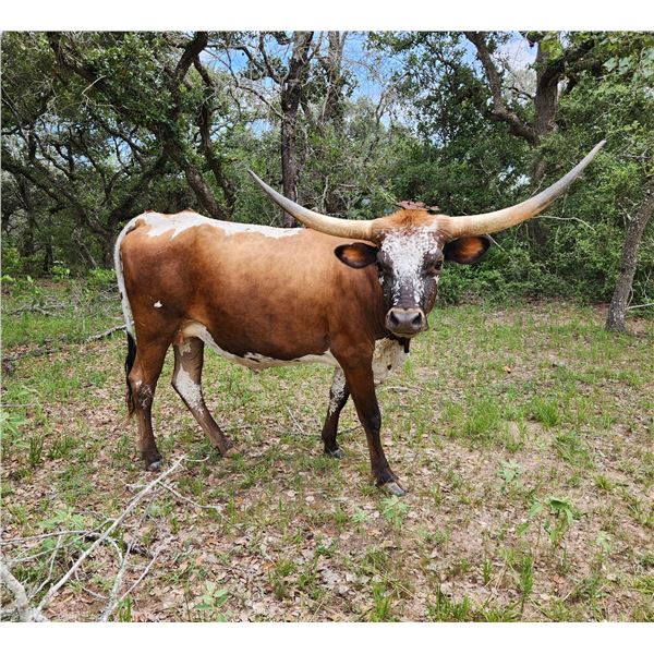 CR Buggy Whips Belle