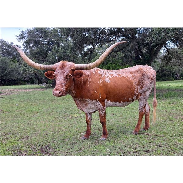 CR Totem's Plum Gorgeous