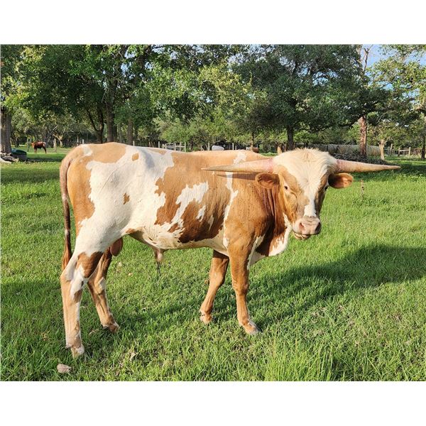 CR Casanova's Got Rizz