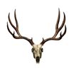 Image 1 : MOSSY OAK MULE DEER SKULL DECAL