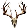 Image 1 : MOSSY OAK ELK SKULL DECAL