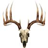 Image 1 : MOSSY OAK WHITETAIL SKULL DECAL