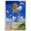 Image 1 : Coconut Cap Metal Print by Shane  Myers 30" x 20"