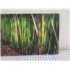 Image 4 : Bamboo Dance Canvas Giclee Art Print by Randy J Braun 16" x 48"
