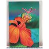 Image 1 : Rare Native Hibiscus Canvas Giclee Art Print by William Weaver 18" x 12"
