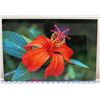 Image 1 : Orange Hibiscus 2 Metal Print by William Weaver 12" x 18"