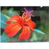 Image 2 : Orange Hibiscus 2 Metal Print by William Weaver 12" x 18"