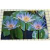 Image 1 : Water Lily Trio Metal Print by William Weaver 8" x 12"