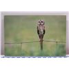 Image 1 : Saint Pueo Metal Print by Peter Tang 8" x 12"