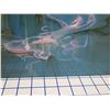 Image 3 : Through a Moonlit Dream Metal Print by John Pitre, #9/275,  39" x 31"