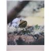 Image 2 : Alawi for All Art Print by Ren Shiroma, Framed 25" x 20"