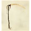 Image 1 : Northern Plains Antler Quirt