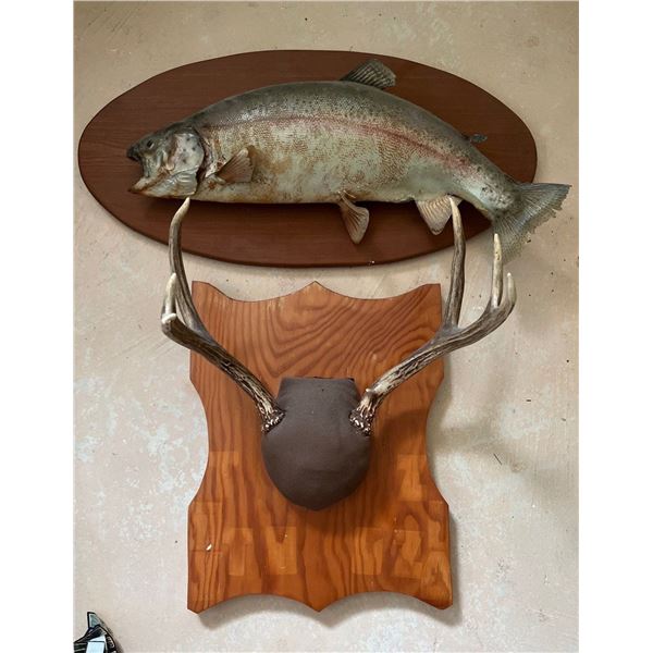 Preserved Fish and Deer Antlers