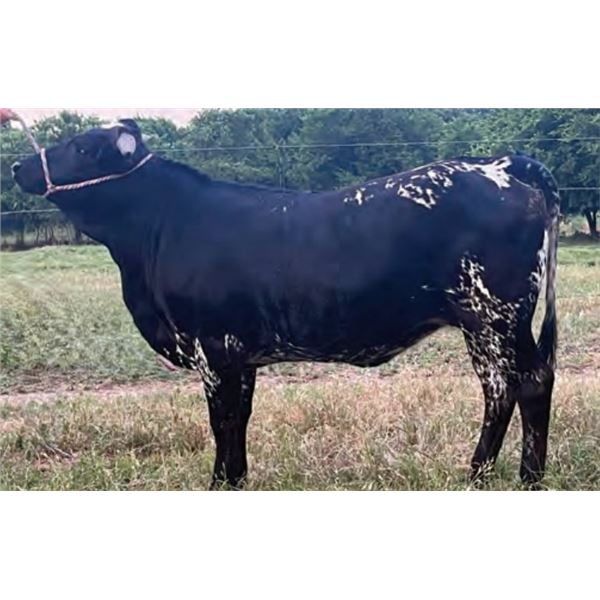 OBryans Irish Winner