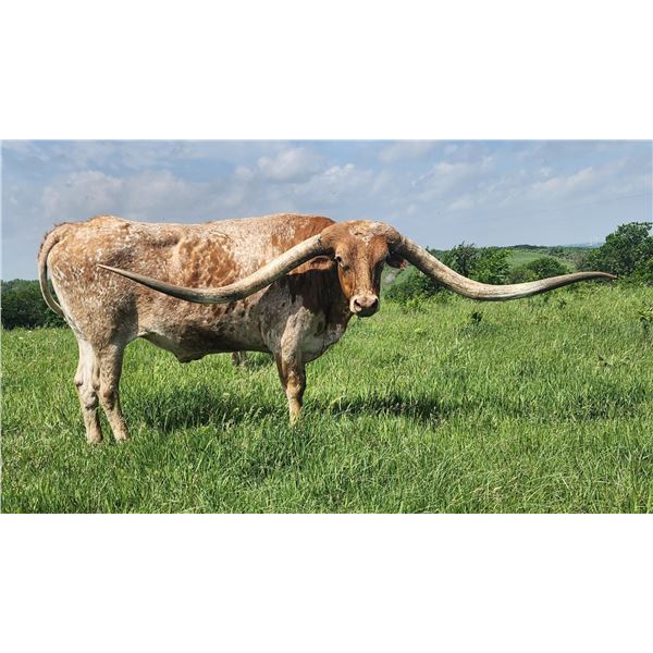 LAZYJ'S GONE COUNTRY