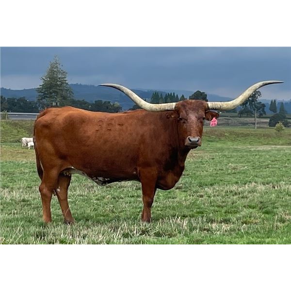 ZEUS'S CHELSEY EOT 354