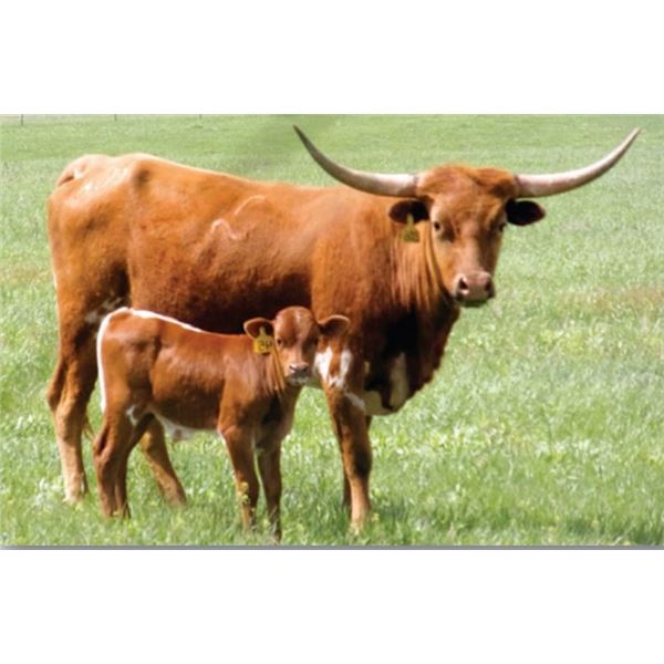 OBryans Clear Choice