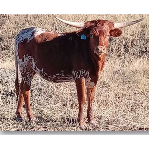 SCRATCH - LLL Wild Thing Legacy