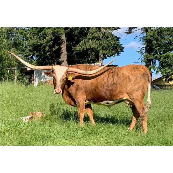 SR Clout's Salsa 887