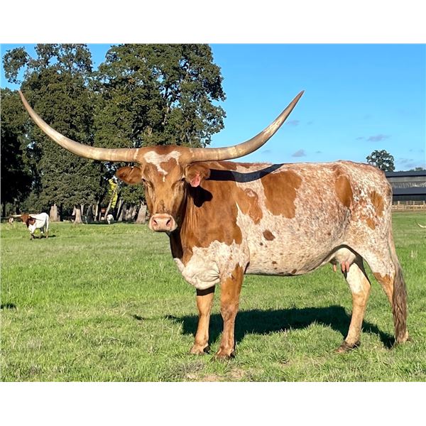 SUB LOT - HUNTS RESPECTED ISABELLE