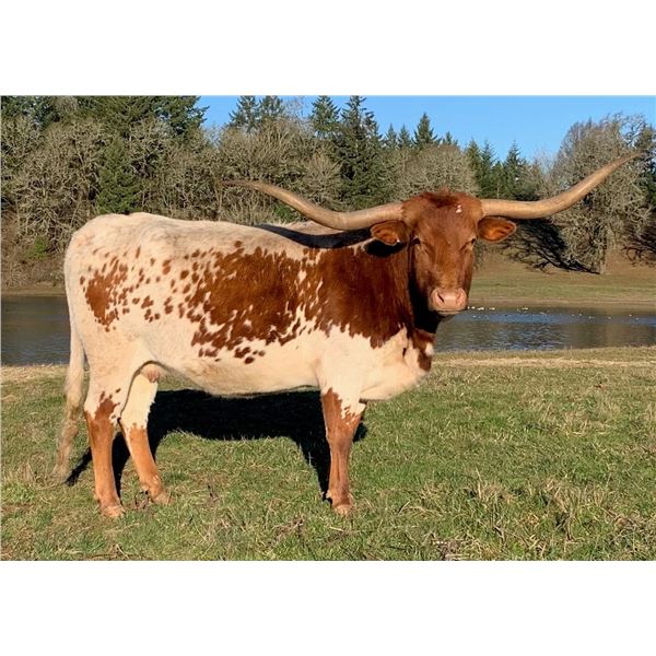 SCRATCH - Bolero's Backdraft