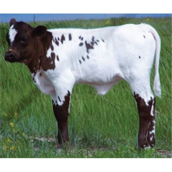 OBryans Winning Switch