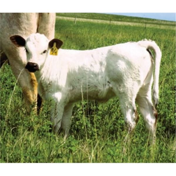 OBryans Black Jack Pride