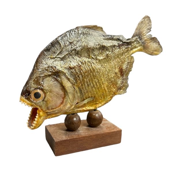 Taxidermy Piranha On Base