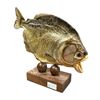 Image 2 : Taxidermy Piranha On Base