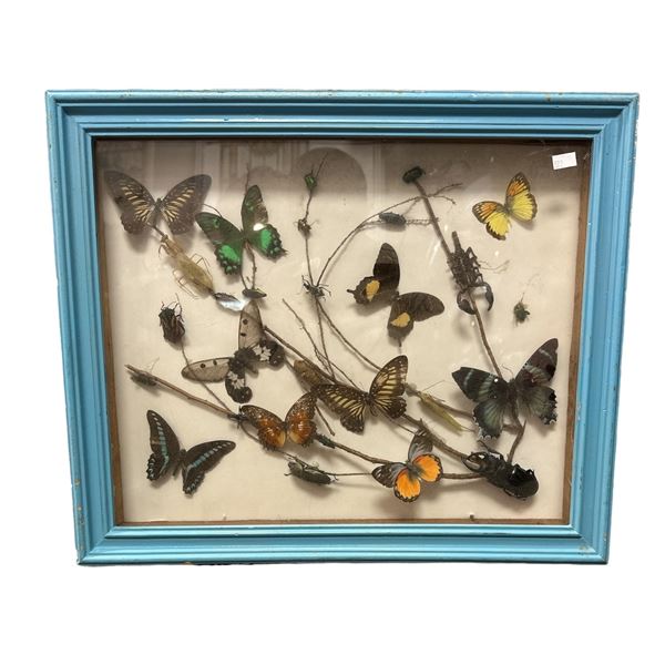 Framed Entomology Collection With Butterflies, Scorpion, Beetles, Etc..