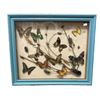Image 1 : Framed Entomology Collection With Butterflies, Scorpion, Beetles, Etc..