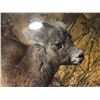 Image 2 : Framed Print Of Cow  #427/1950 By C. Brenders Signed In Pencil By C.Brenders