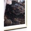 Image 7 : 4 Assorted Framed Pictures, Flowers, Birds, Cat, Etc..