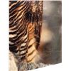 Image 7 : 4 Assorted Framed Pictures, Owl, Flowers, And Cranes