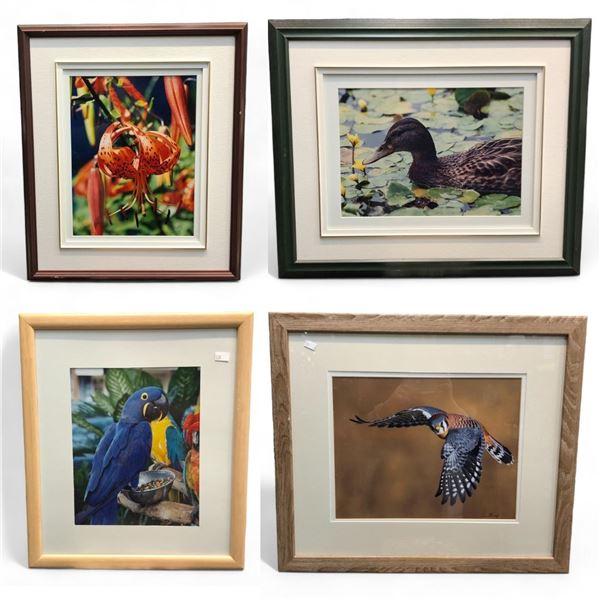4 Assorted Framed Pictures, Duck, Parrot, Flowers, And Bird
