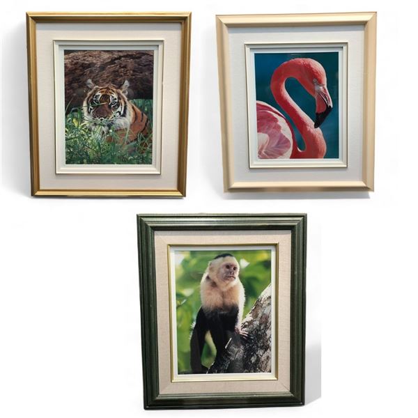 3 Assorted Framed Pictures, Monkey, Tiger, And Flamingo