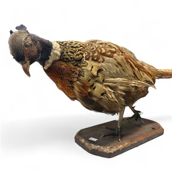 Vintage Taxidermy Pheasant