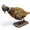 Image 1 : Vintage Taxidermy Pheasant