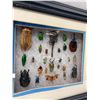 Image 2 : Framed Entomology Insect Collection