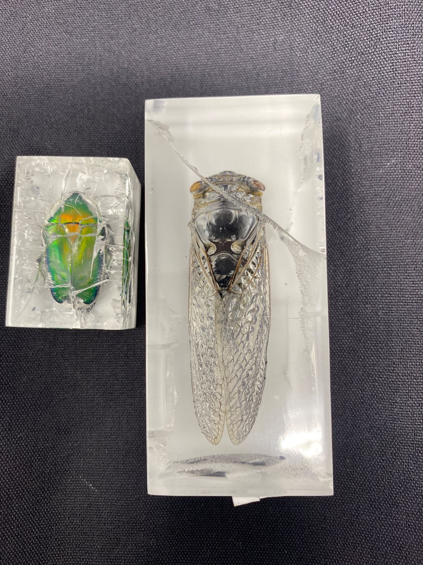 Encasing Insects 2 Resin Encased Bugs, Beetle And Cicada