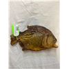Image 2 : Large Taxidermied Piranha