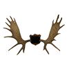 Image 1 : Large 9 Point Antler Rack