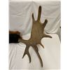 Image 2 : Large 9 Point Antler Rack